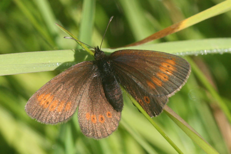 Erebia melampus: Bild 24