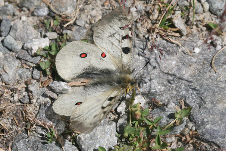 Parnassius phoebus sacerdos: Bild 4