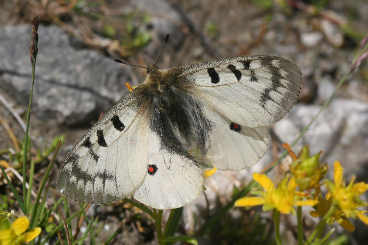 Parnassius phoebus sacerdos: Bild 5