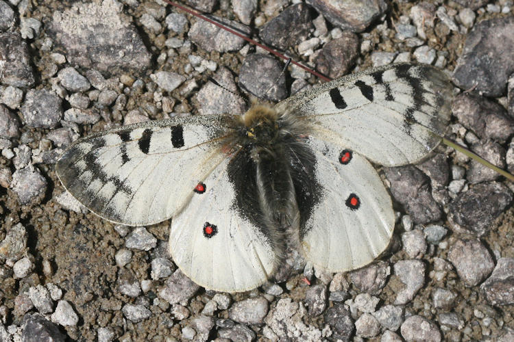 Parnassius phoebus sacerdos: Bild 6