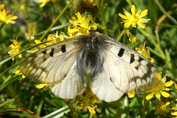 Parnassius phoebus sacerdos: Bild 7