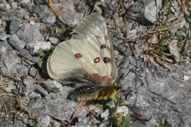 Parnassius phoebus sacerdos: Bild 15