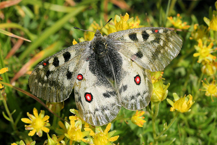 Parnassius sacerdos: Bild 10