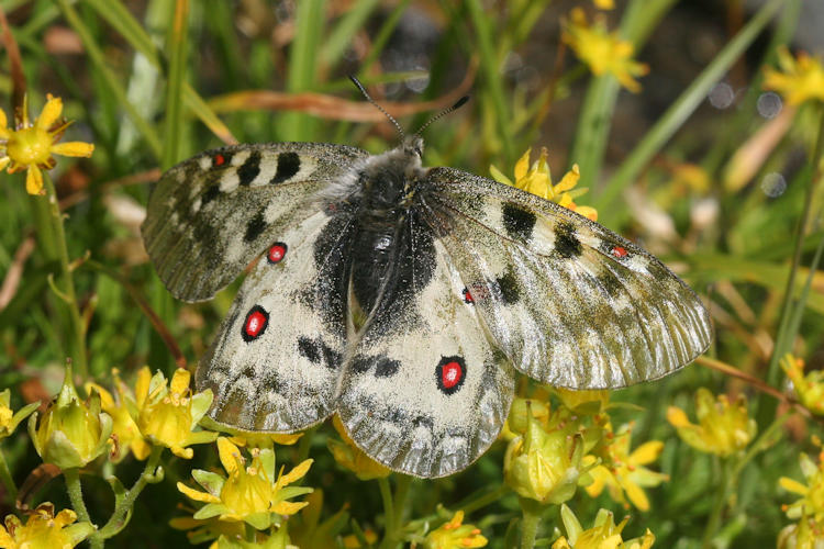 Parnassius phoebus sacerdos: Bild 11