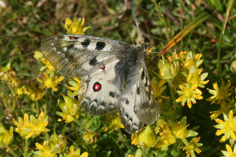 Parnassius phoebus sacerdos: Bild 12