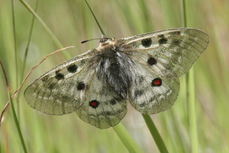 Parnassius sacerdos: Bild 14