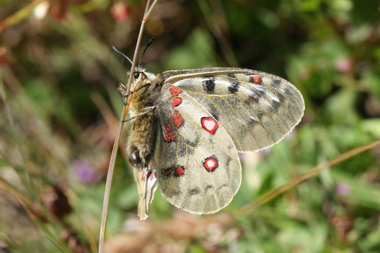 Parnassius sacerdos: Bild 17