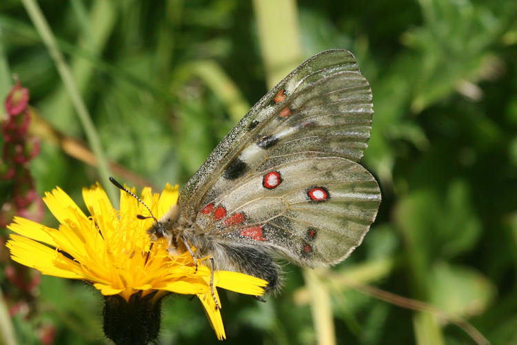 Parnassius phoebus sacerdos: Bild 18