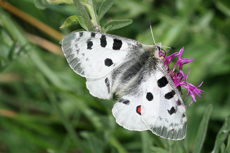 Parnassius apollo: Bild 3