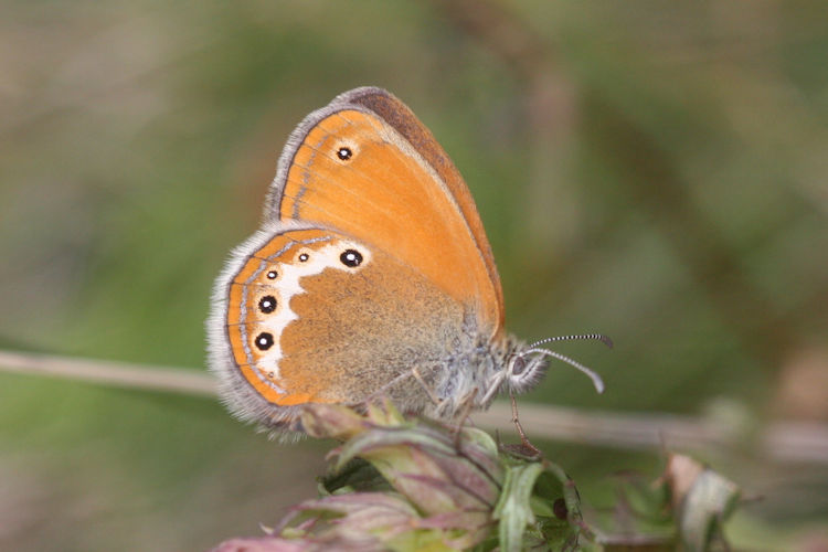 Coenonympha darwiniana: Bild 11