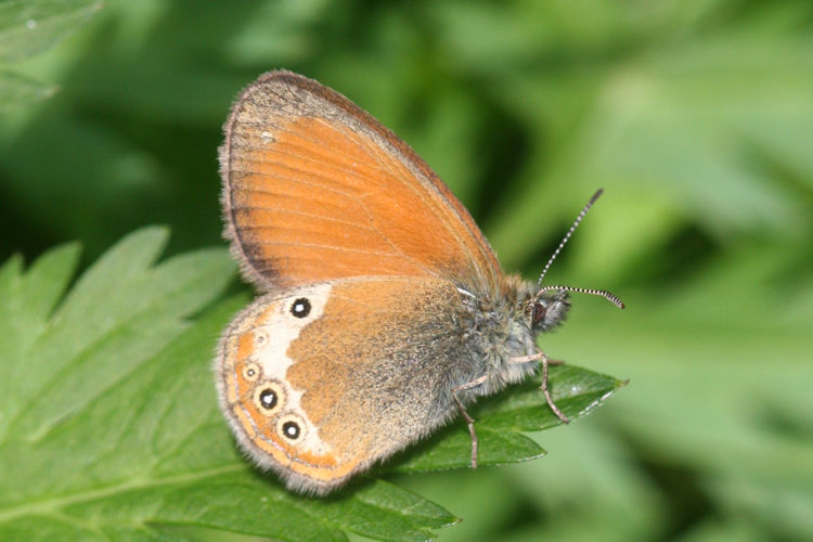 Coenonympha darwiniana: Bild 12