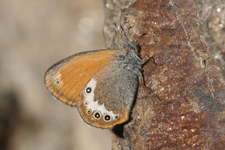 Coenonympha darwiniana: Bild 13