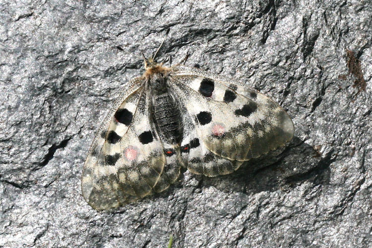 Parnassius apollo: Bild 22