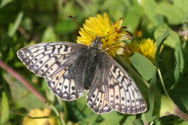 Boloria napaea: Bild 7