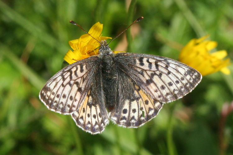 Boloria napaea: Bild 8