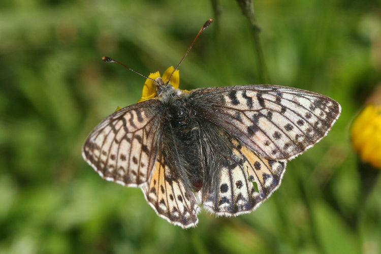 Boloria napaea: Bild 9