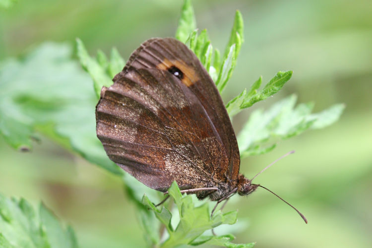 Erebia aethiops rubria: Bild 16