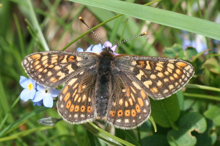 Euphydryas aurinia glaciegenita: Bild 15