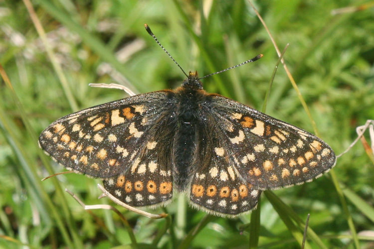 Euphydryas aurinia glaciegenita: Bild 16