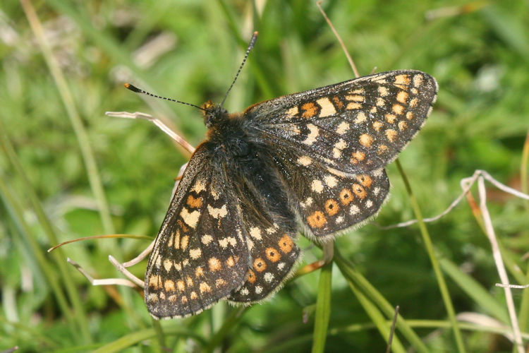 Euphydryas aurinia glaciegenita: Bild 17