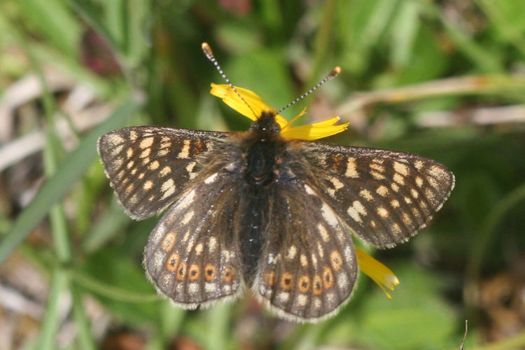 Euphydryas aurinia glaciegenita: Bild 18