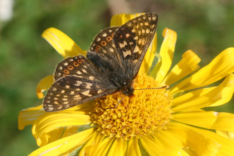 Euphydryas aurinia glaciegenita: Bild 19