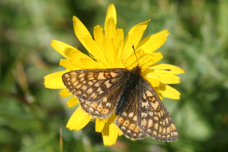 Euphydryas aurinia glaciegenita: Bild 20