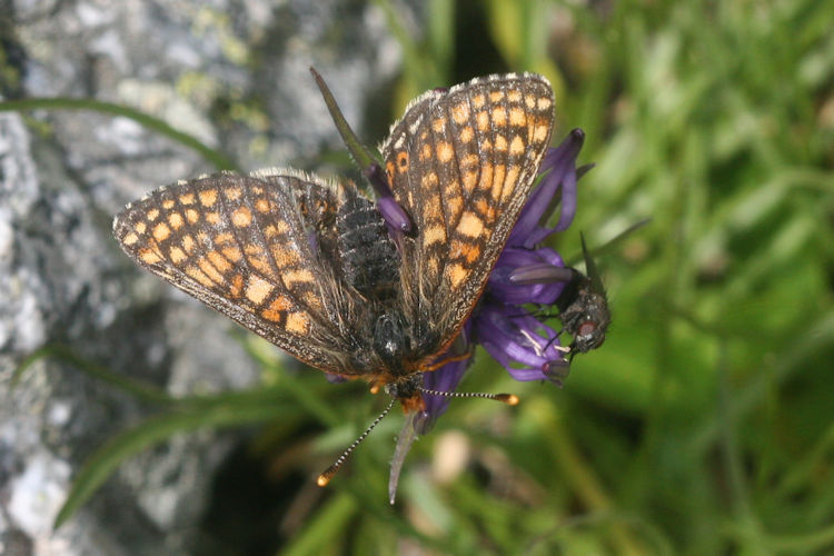 Euphydryas aurinia glaciegenita: Bild 21