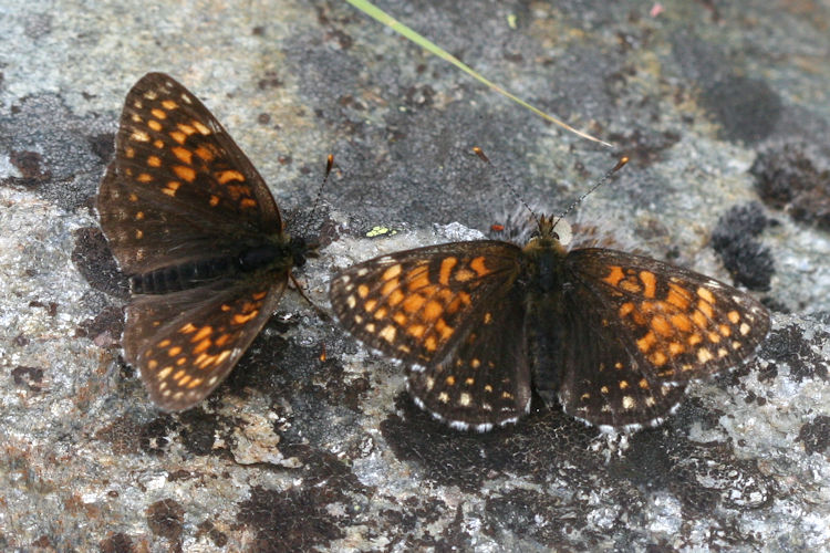 Melitaea diamina: Bild 22