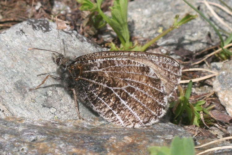 Oeneis glacialis: Bild 4