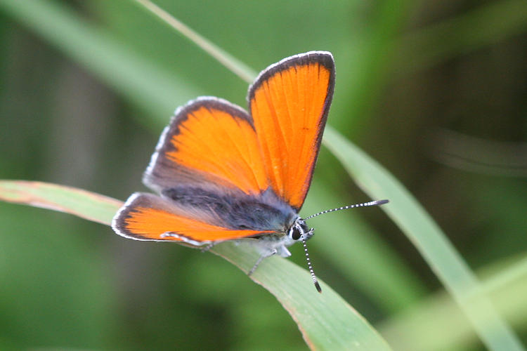 Lycaena hippothoe eurydame: Bild 12