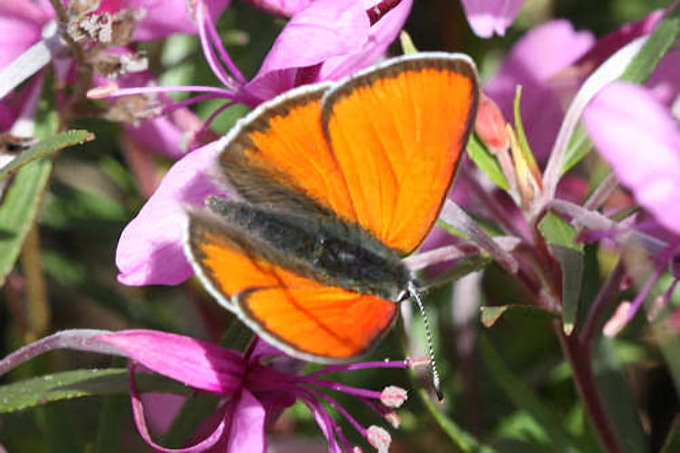 Lycaena hippothoe eurydame: Bild 13