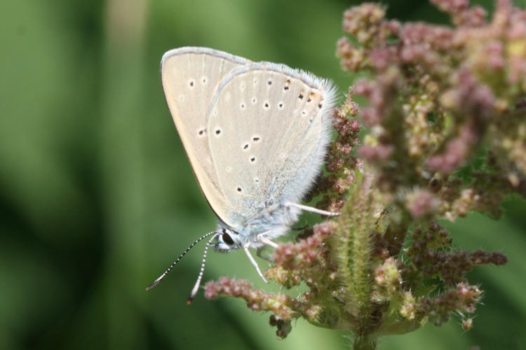 Lycaena hippothoe eurydame: Bild 29