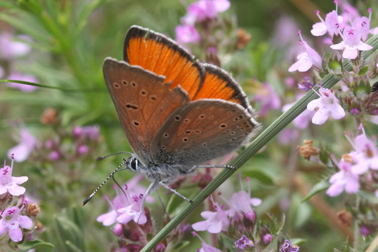 Lycaena hippothoe eurydame: Bild 20