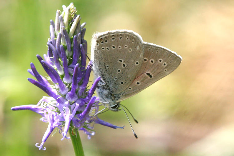 Lycaena hippothoe eurydame: Bild 30