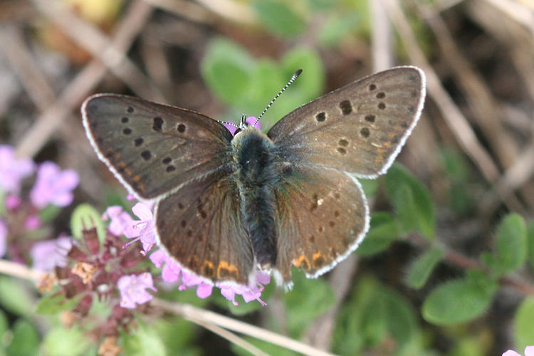 Lycaena tityrus subalpina: Bild 4