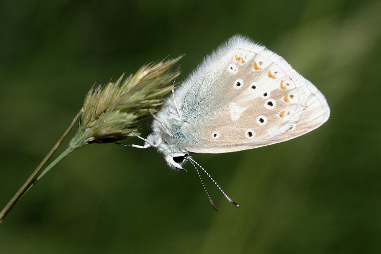 Polyommatus dorylas: Bild 19