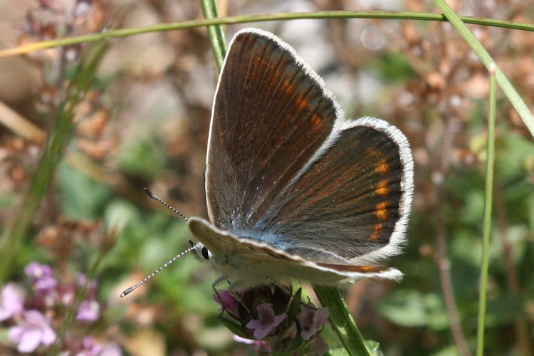 Polyommatus escheri: Bild 3