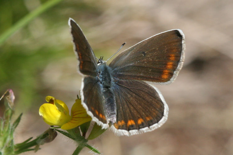 Polyommatus escheri: Bild 11