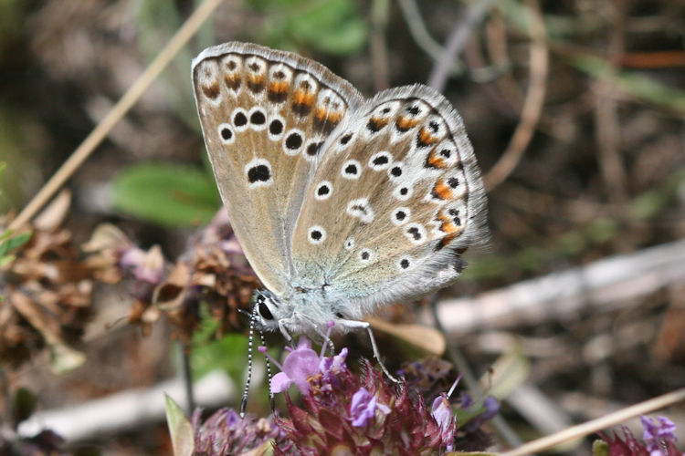 Polyommatus escheri: Bild 16