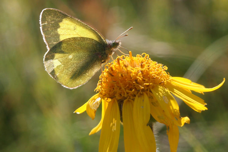 Colias palaeno europomene: Bild 11