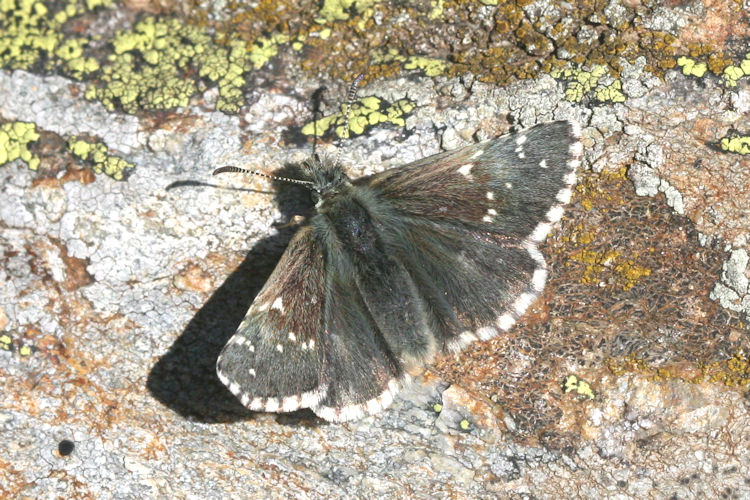 Pyrgus cacaliae: Bild 5