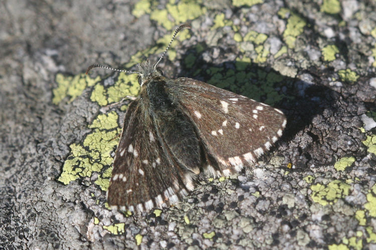 Pyrgus cacaliae: Bild 6