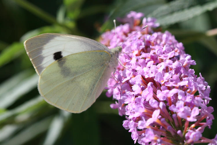 Pieris brassicae: Bild 16