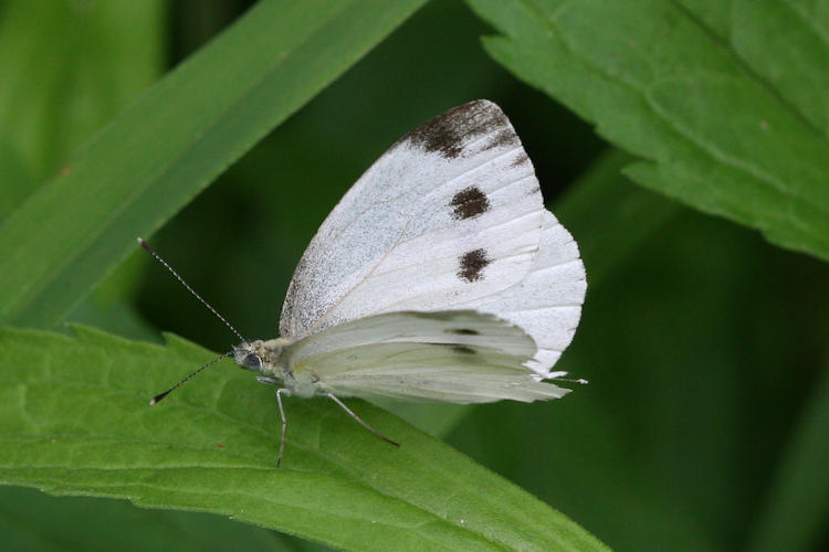 Pieris napi meridionalis: Bild 10