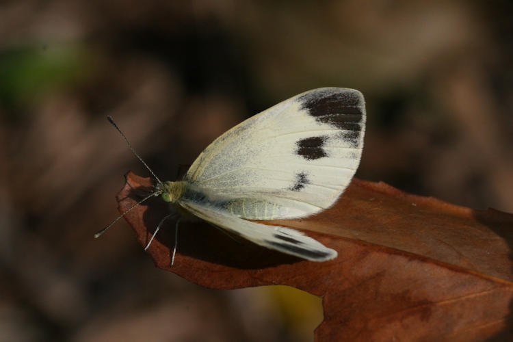 Pieris mannii alpigena: Bild 30