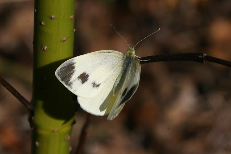 Pieris mannii alpigena: Bild 31