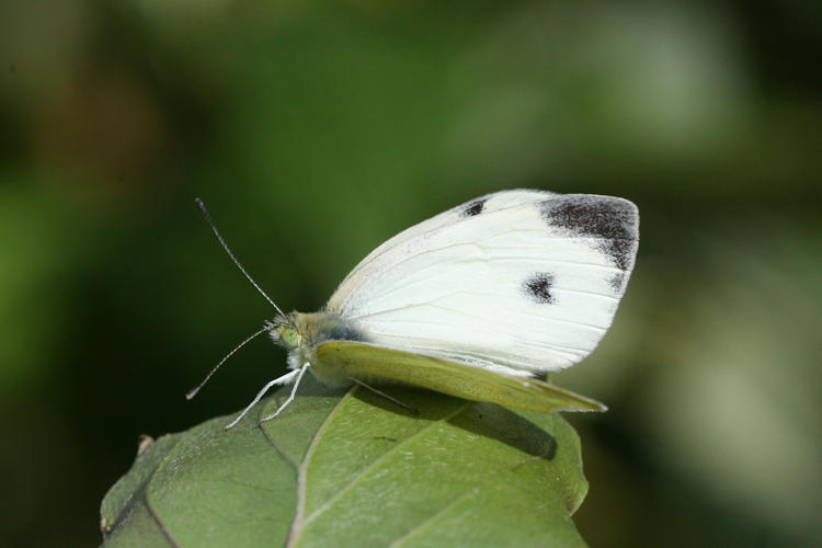 Pieris mannii alpigena: Bild 5