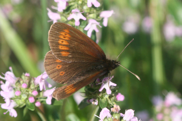 Erebia melampus: Bild 4