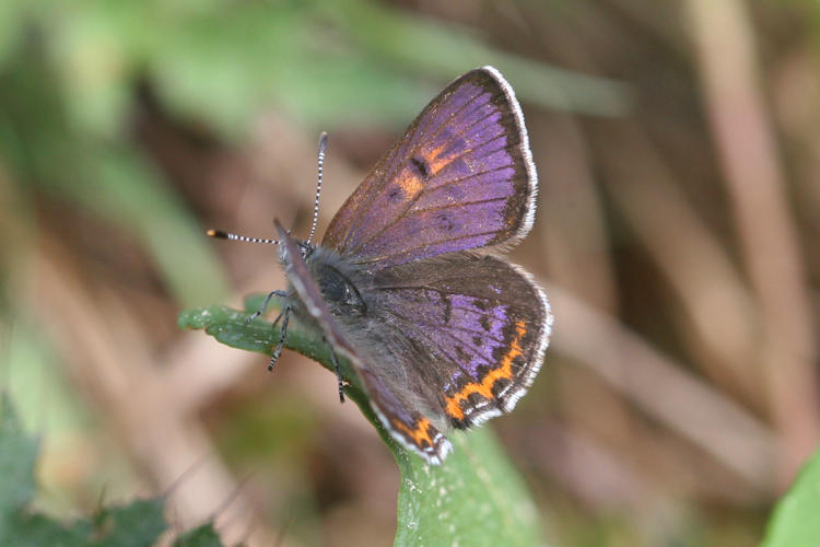 Lycaena helle: Bild 1